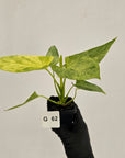Homalomena sulcata ‘Cream Frost’ - SALE