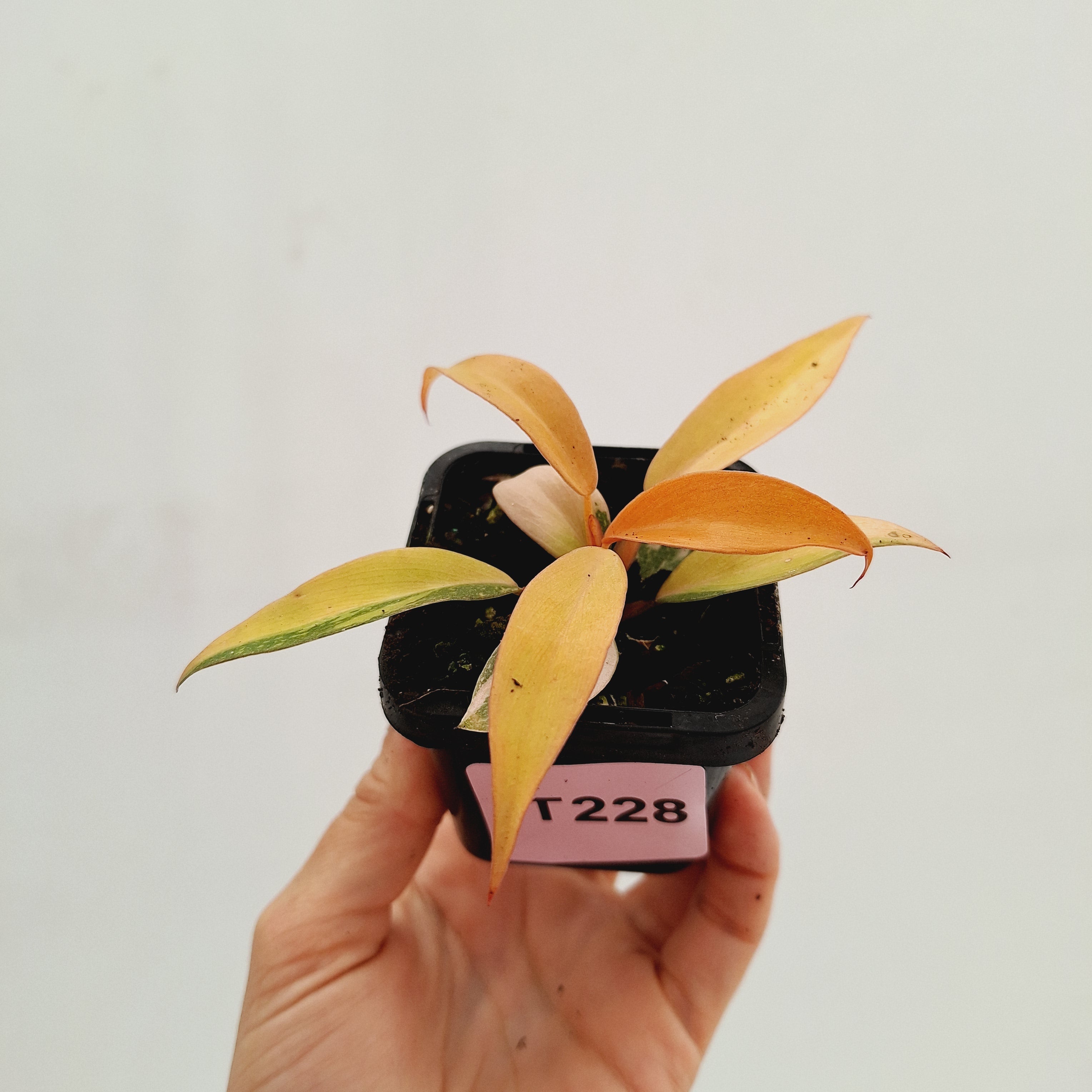 Philodendron &#39;Orange Princess&#39;