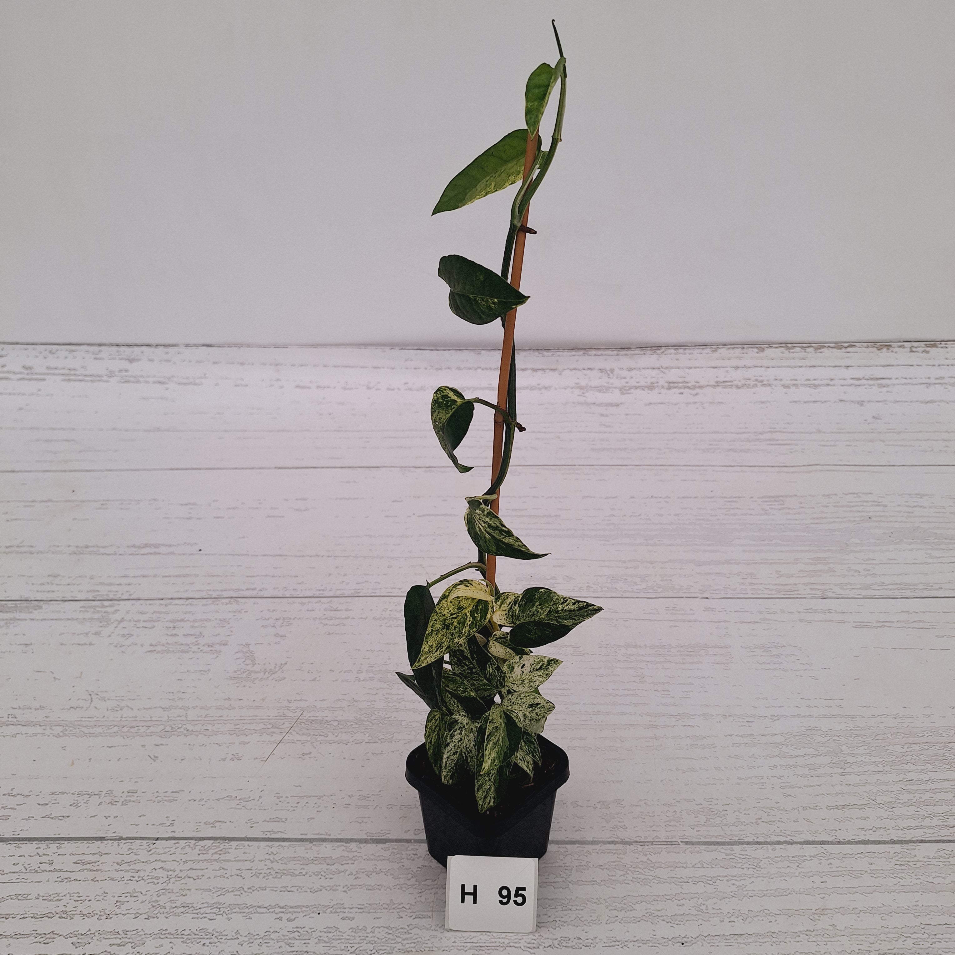 Epipremnum Pinnatum 'Marble' - SALE