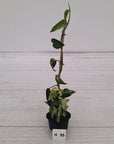 Epipremnum Pinnatum 'Marble' - SALE