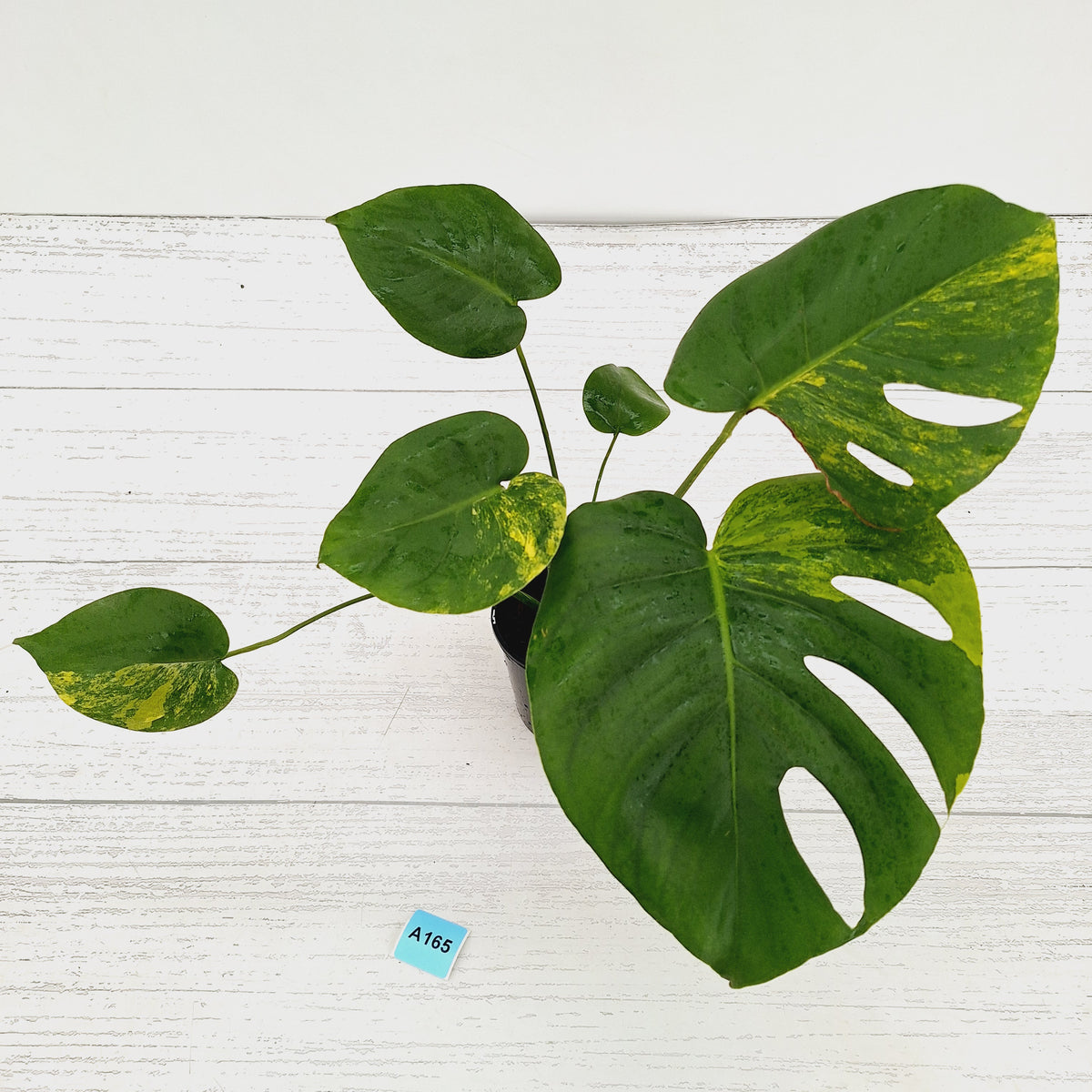 Monstera deliciosa Aurea 'Yellow Marilyn'