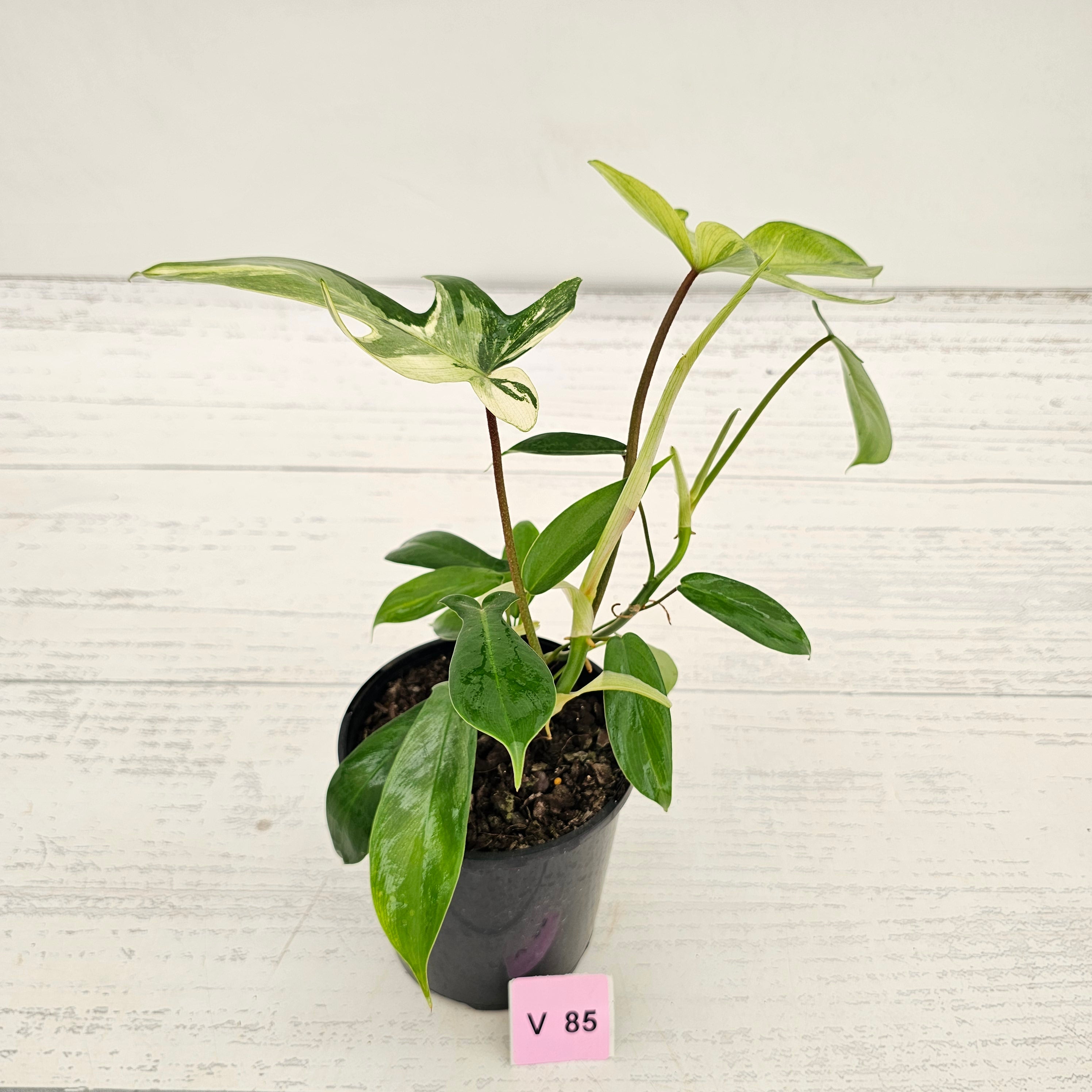 Philodendron pedatum 'Florida Beauty'