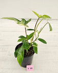 Philodendron pedatum 'Florida Beauty'