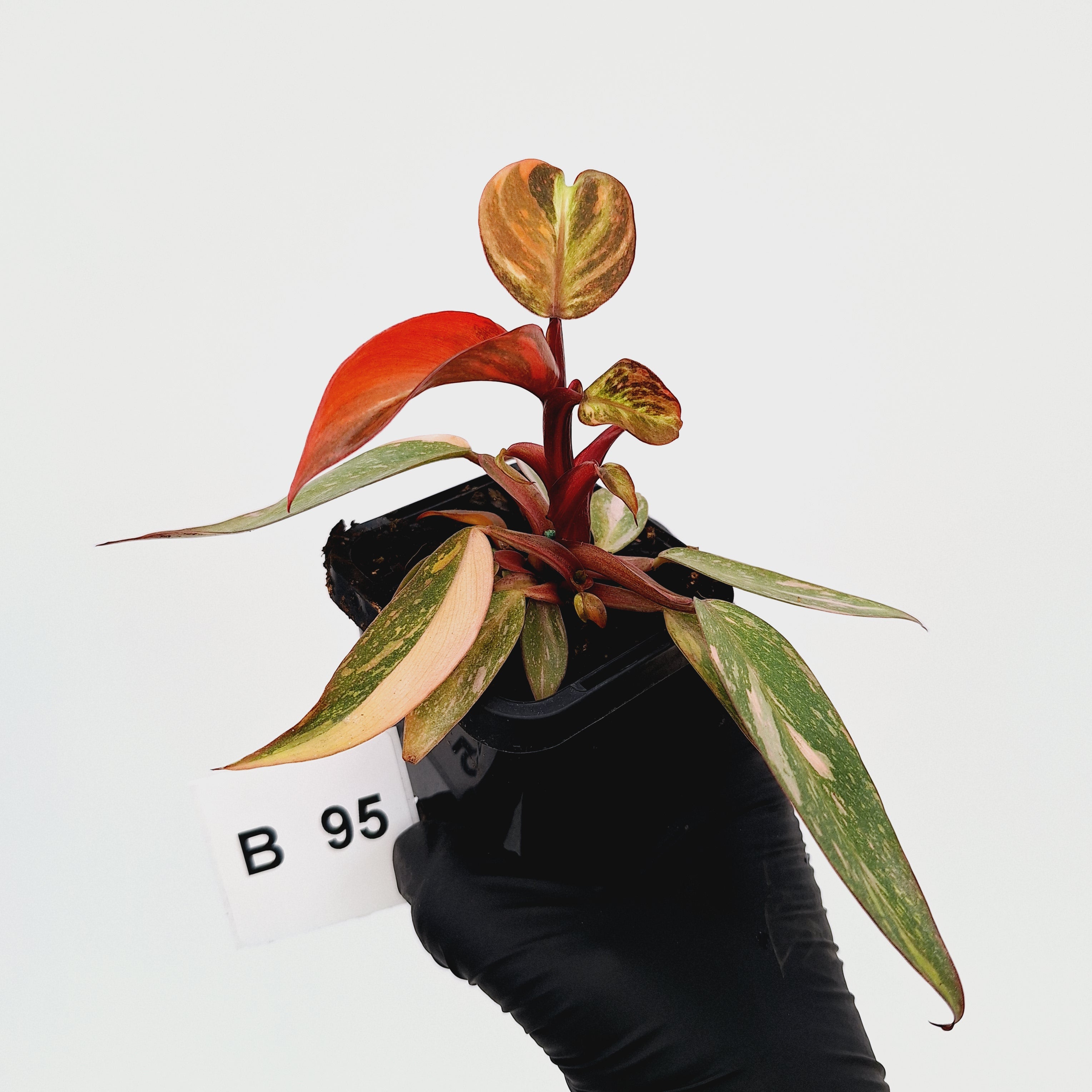 Philodendron 'Orange Princess'