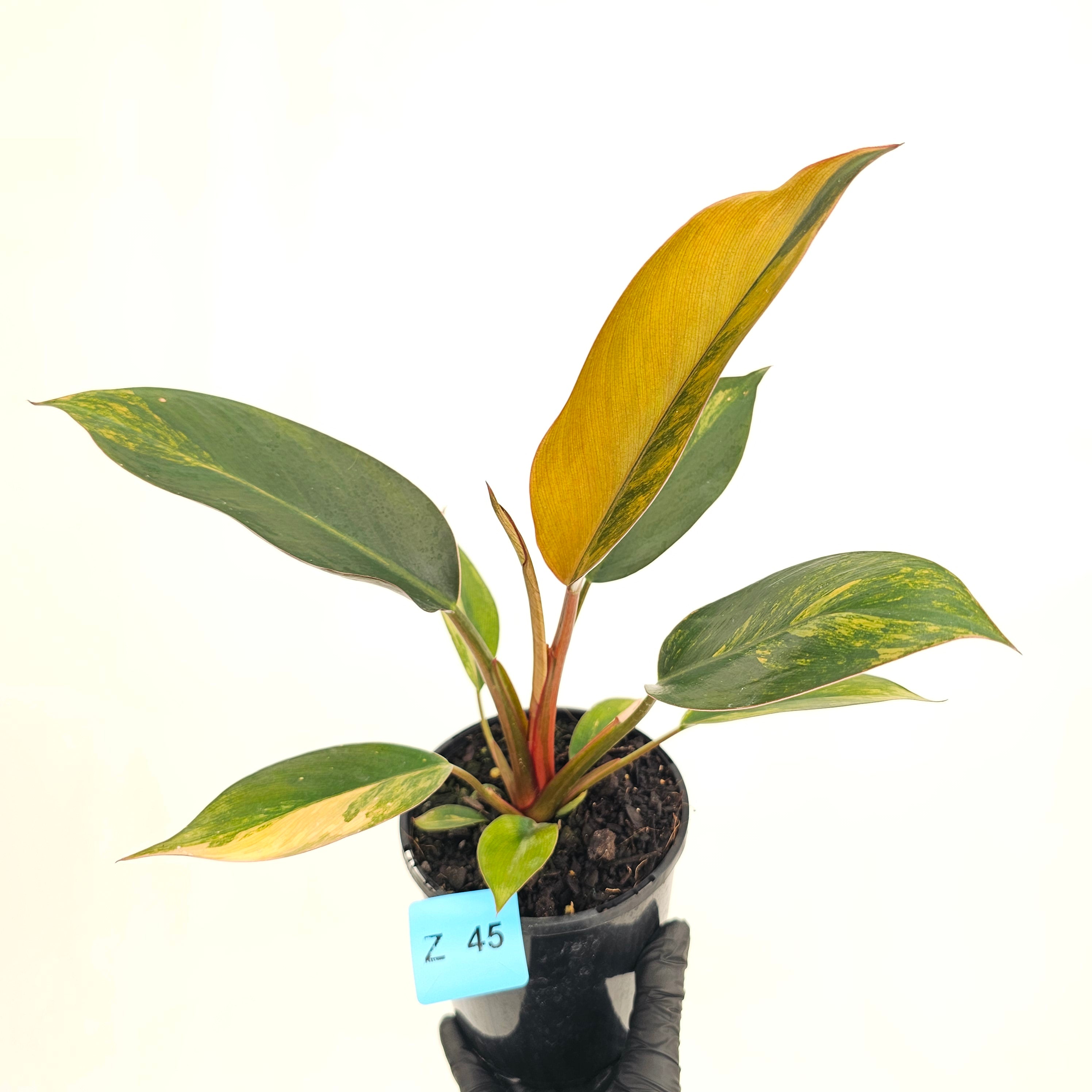 Philodendron 'Rojo Congo Variegated' 125mm