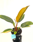 Philodendron 'Rojo Congo Variegated' 125mm