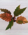 Philodendron serratum Caramel Marble