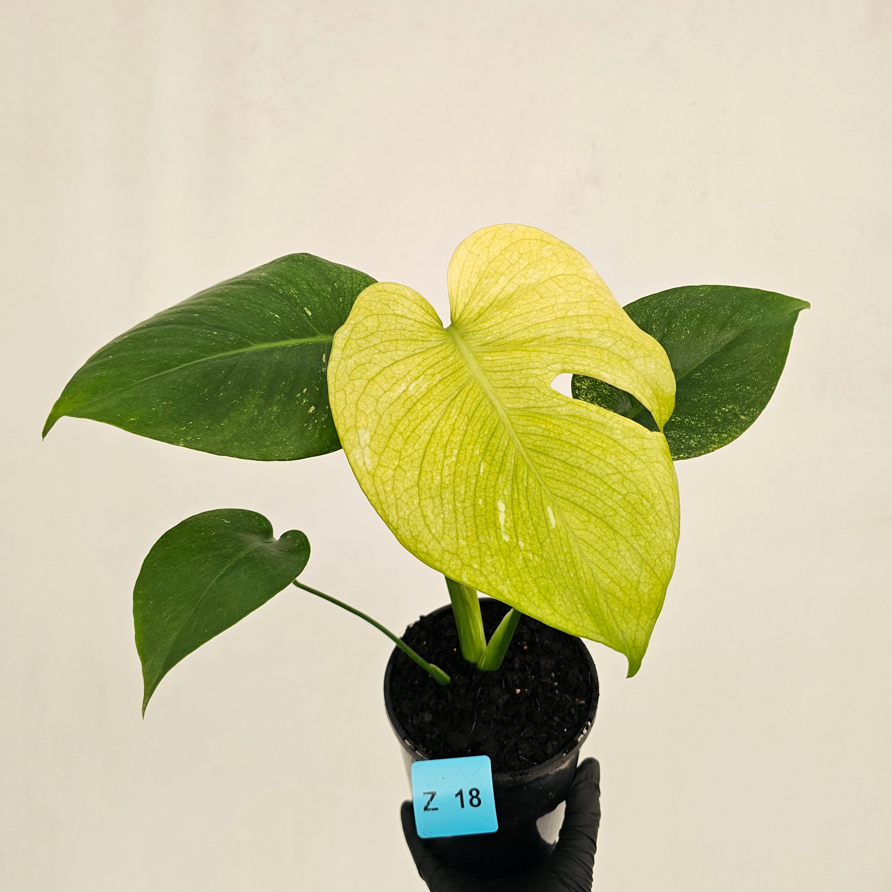 Monstera Deliciosa 'Mint'