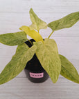 Homalomena sulcata ‘Cream Frost’ - SALE