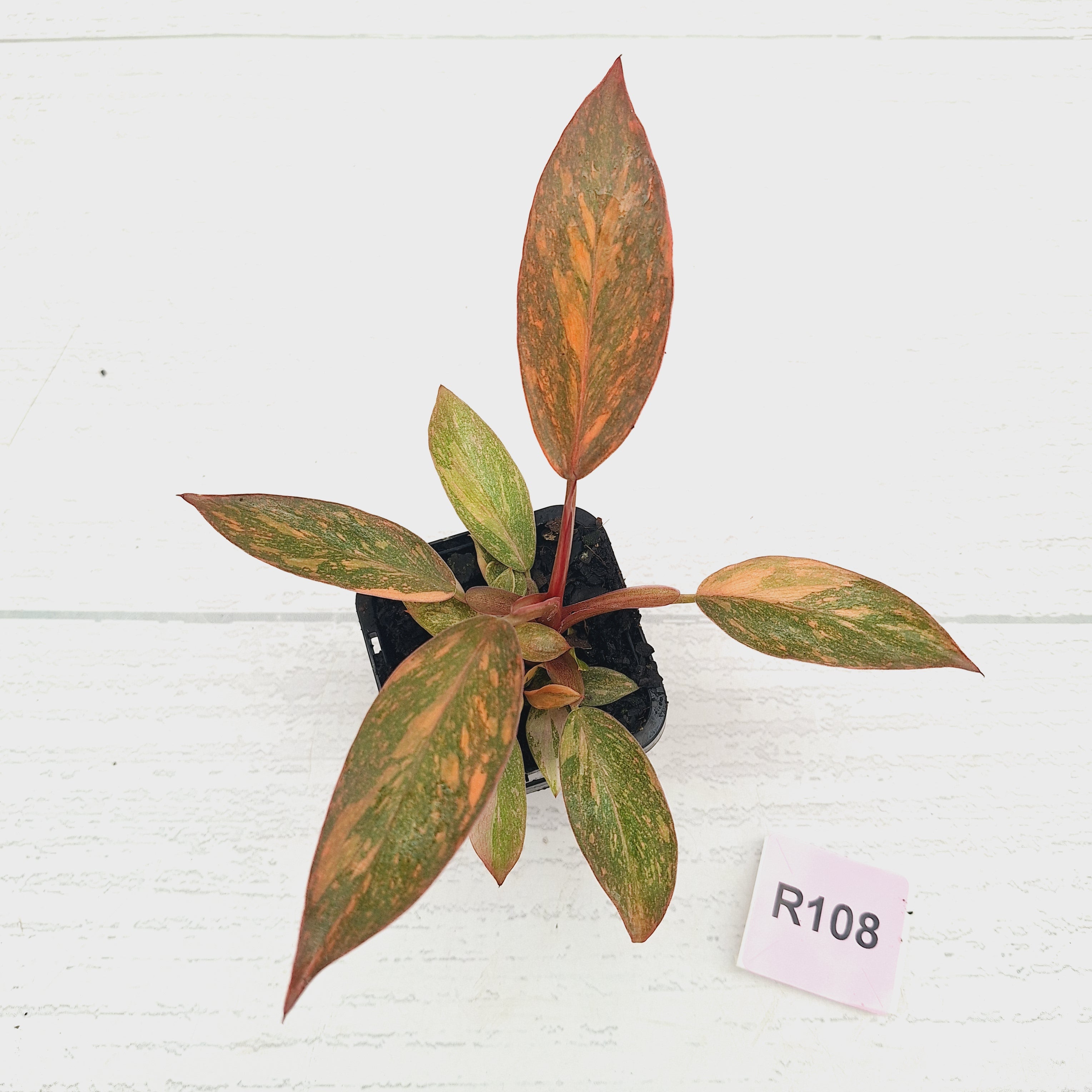 Philodendron 'Orange Princess' 70mm