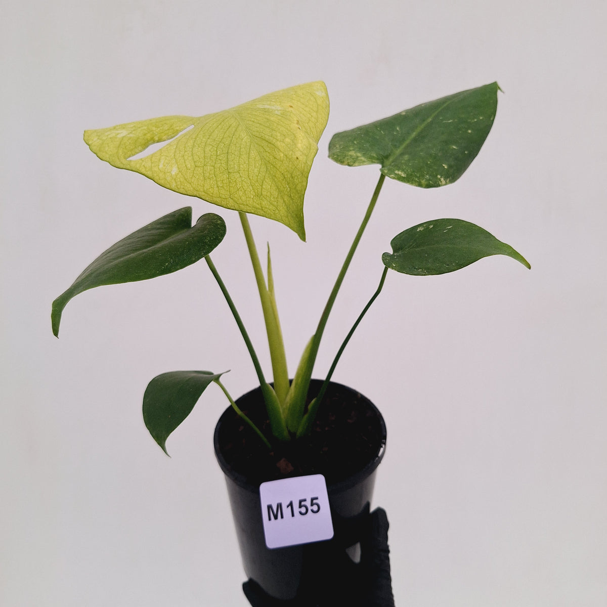 Monstera Deliciosa 'Mint' - SALE