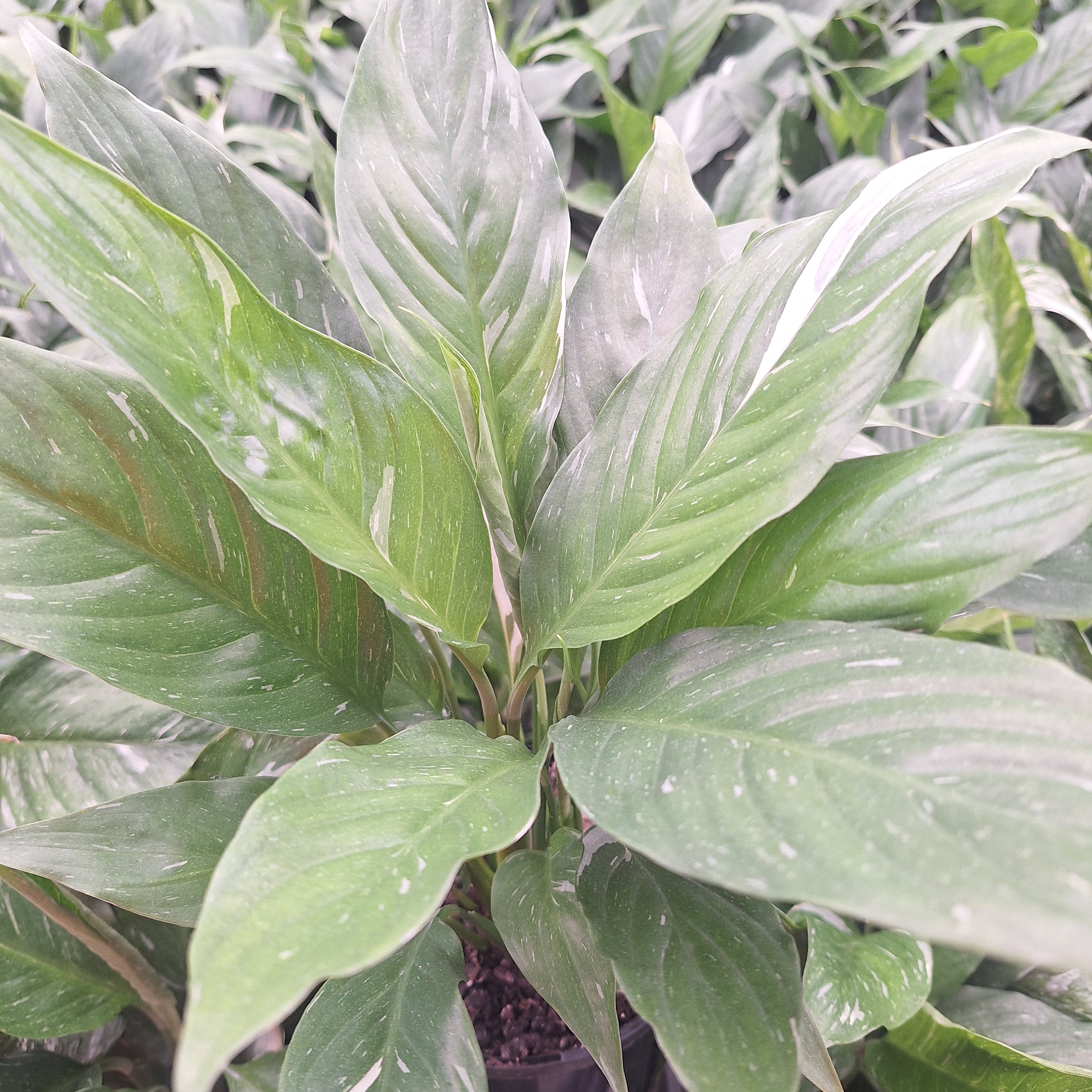 Spathiphyllum floribundum 'Jet Diamond'