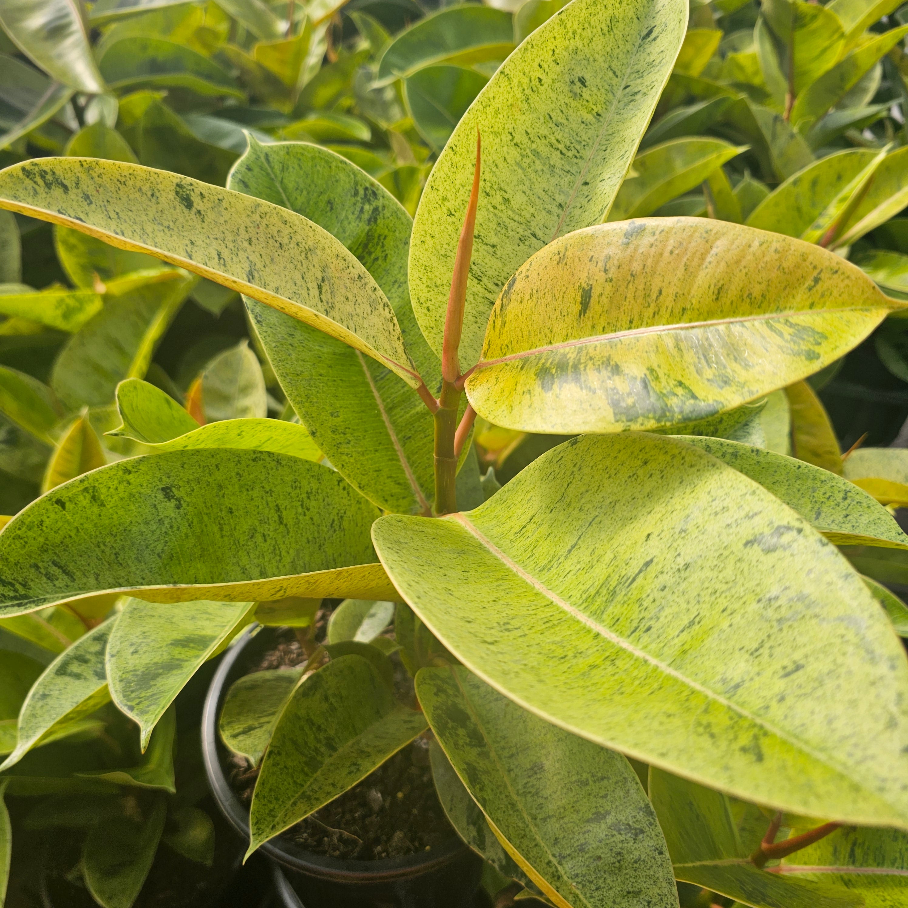 Ficus elastica 'Shivereana'