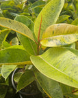 Ficus elastica 'Shivereana'