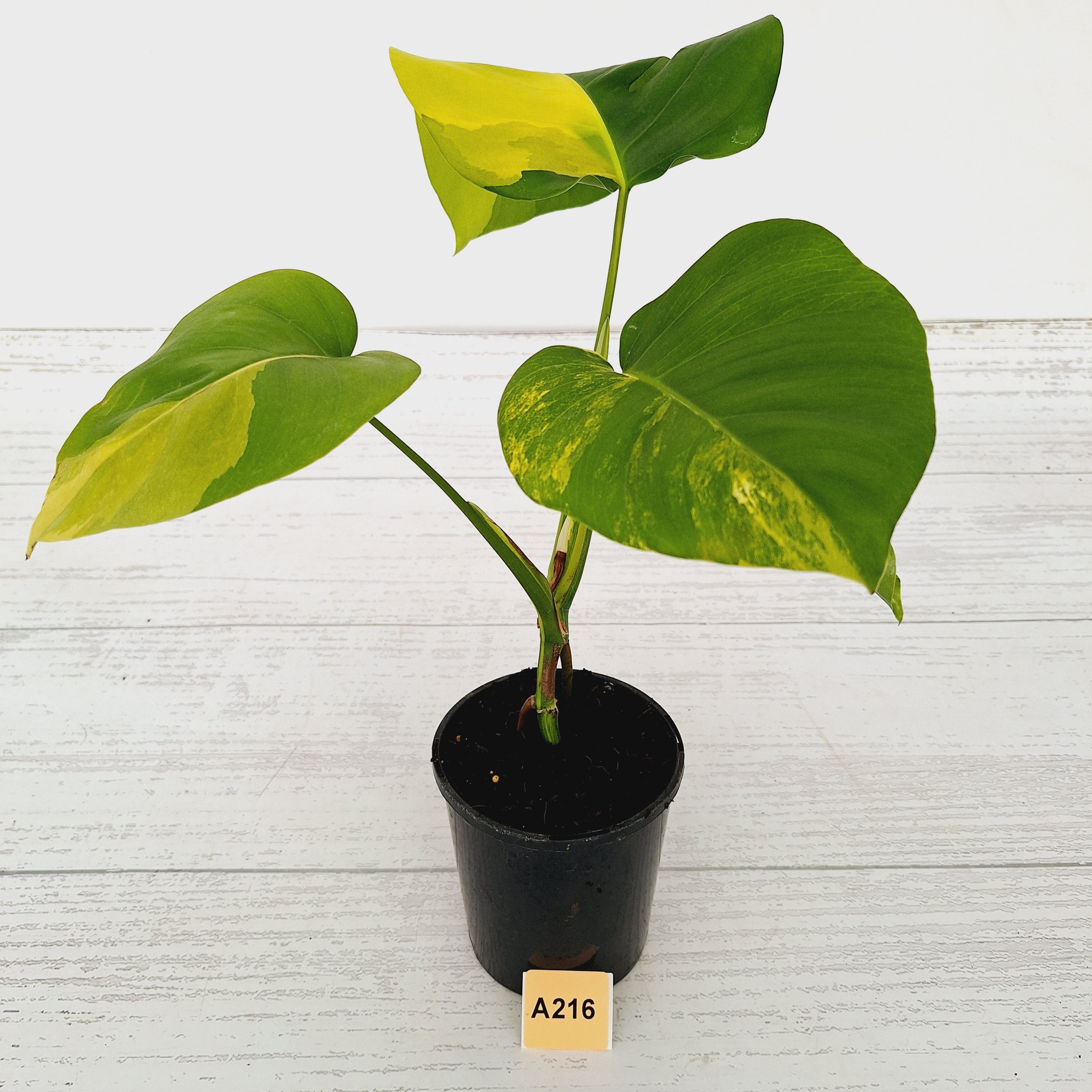 Monstera borsigiana &#39;Aurea&#39;