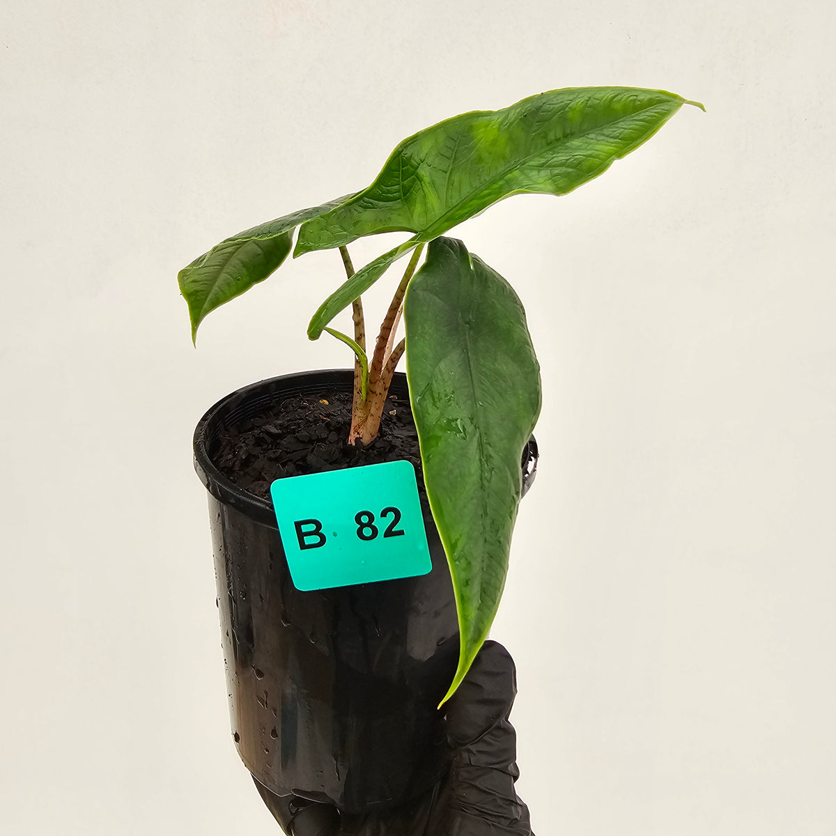 Alocasia sulawesi karpet