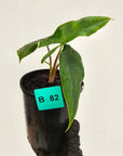 Alocasia sulawesi karpet