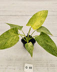 Homalomena sulcata ‘Cream Frost’ - SALE