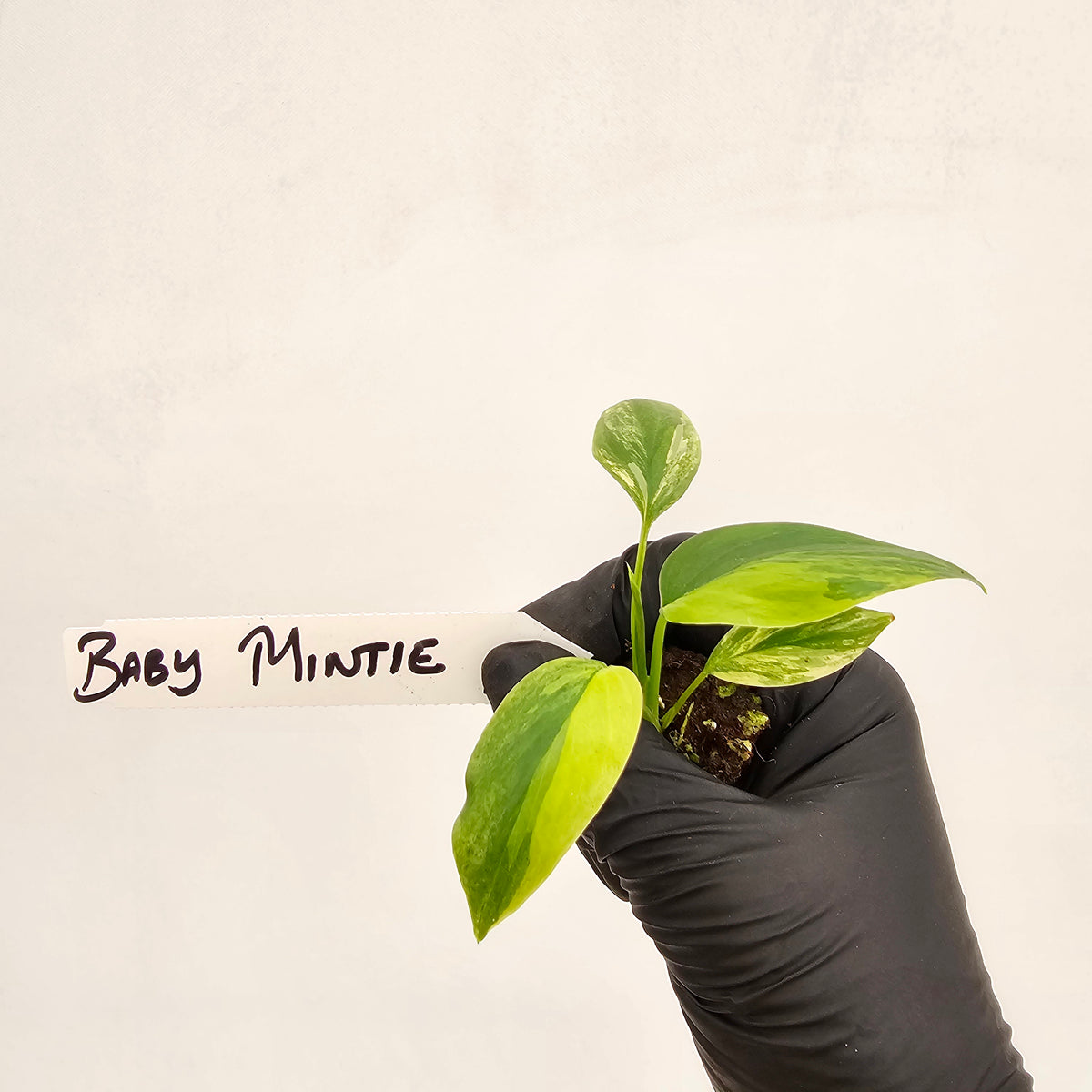 Homalomena rubescens Variegata - Bare Bottom Baby