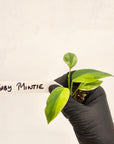 Homalomena rubescens Variegata - Bare Bottom Baby