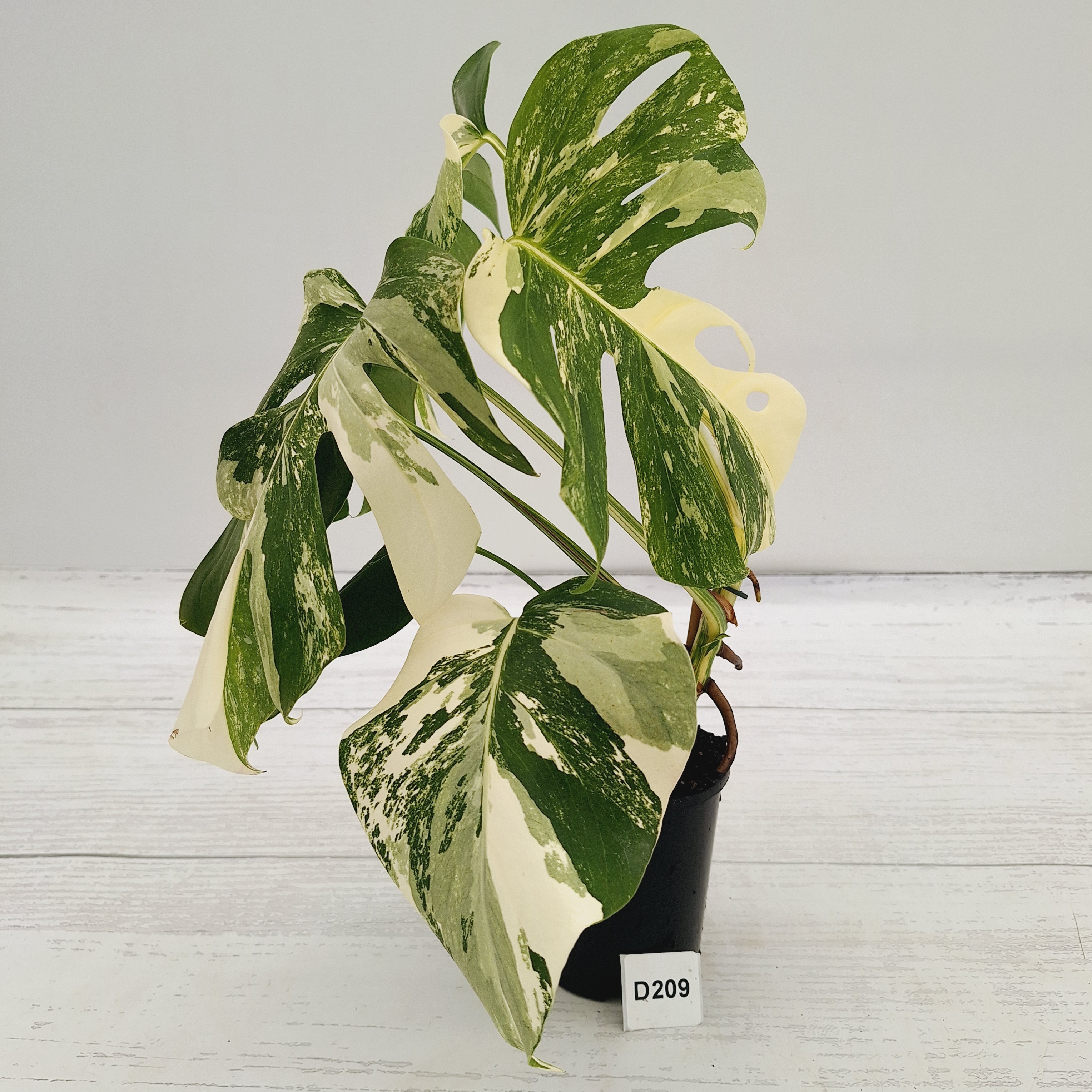 Monstera borsigiana 'Albo'