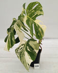 Monstera borsigiana 'Albo'