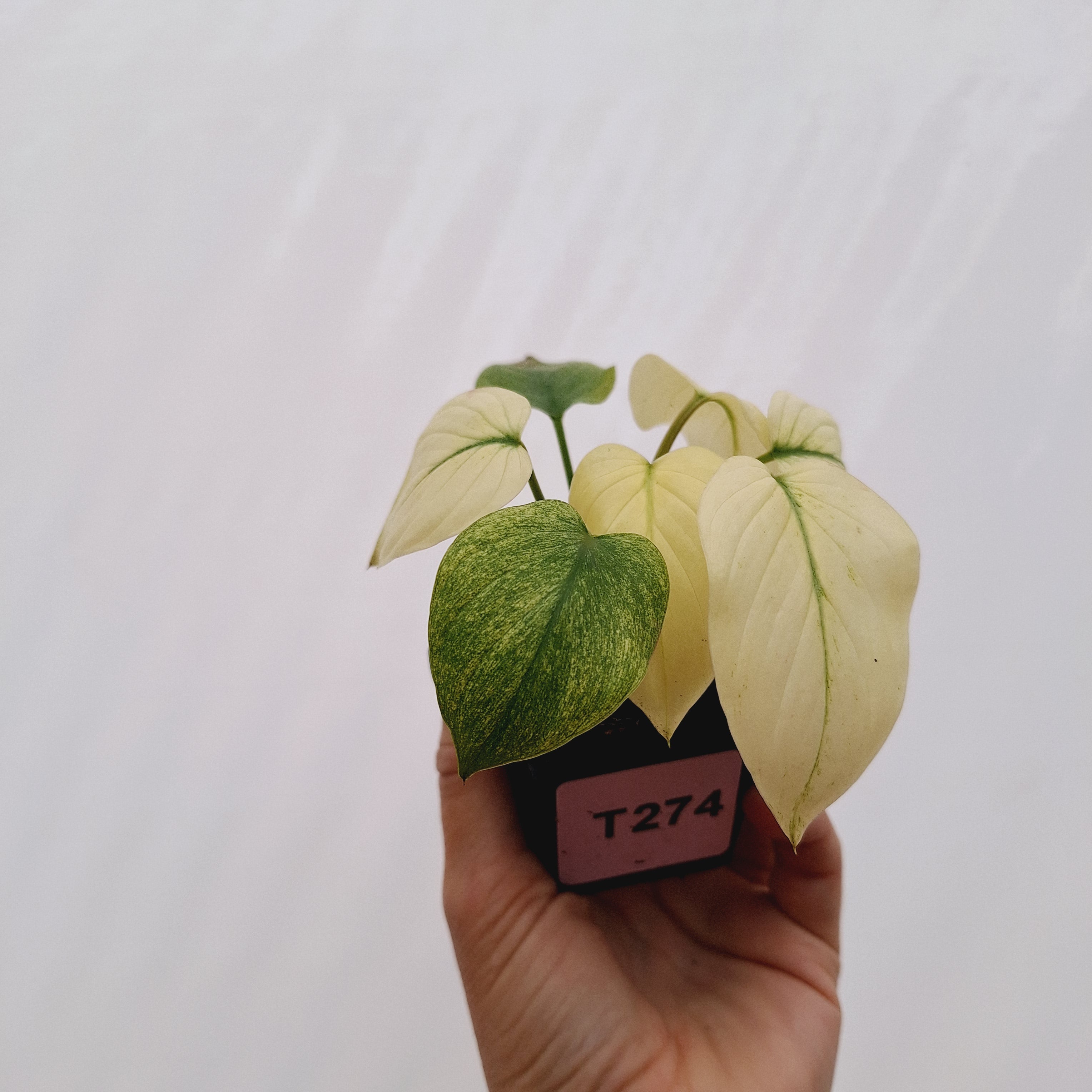 Homalomena rubescens Variegata