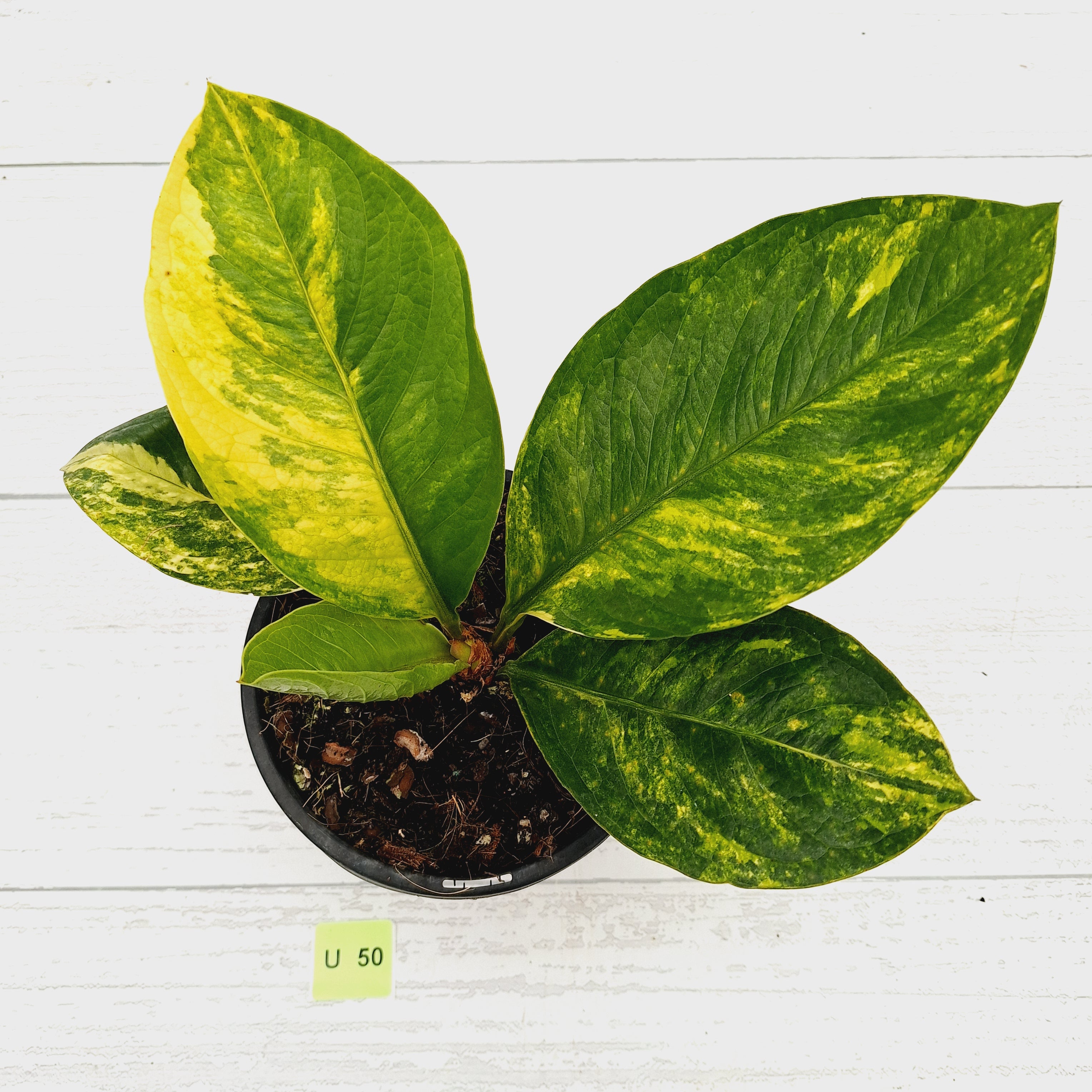 Anthurium jenmanii Variegata
