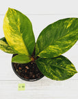 Anthurium jenmanii Variegata