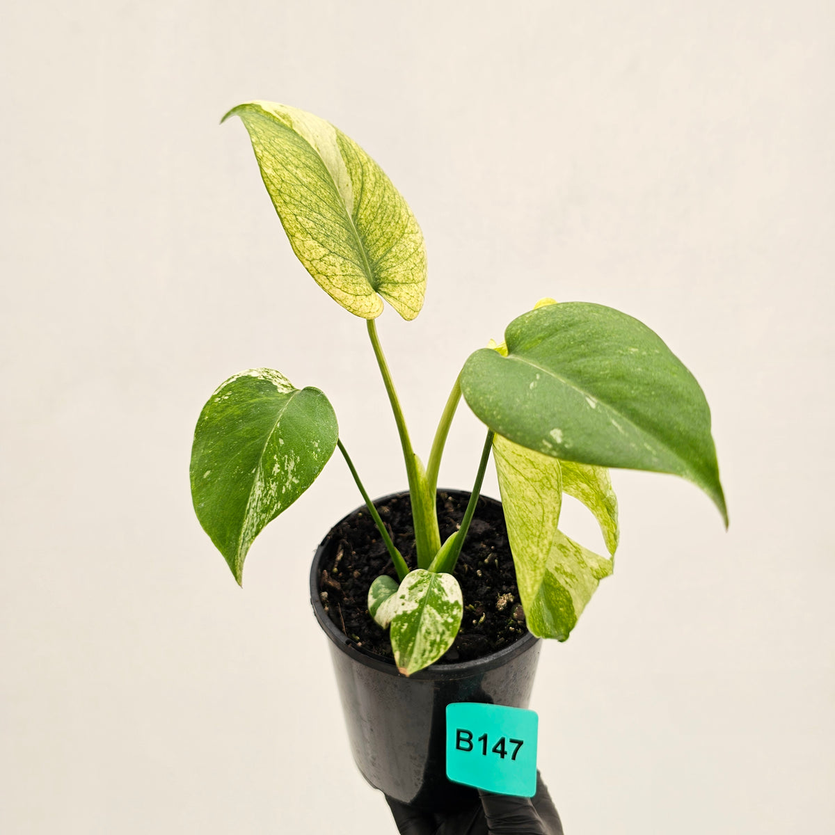 Monstera Deliciosa 'White Monster'