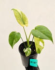 Monstera Deliciosa 'White Monster'