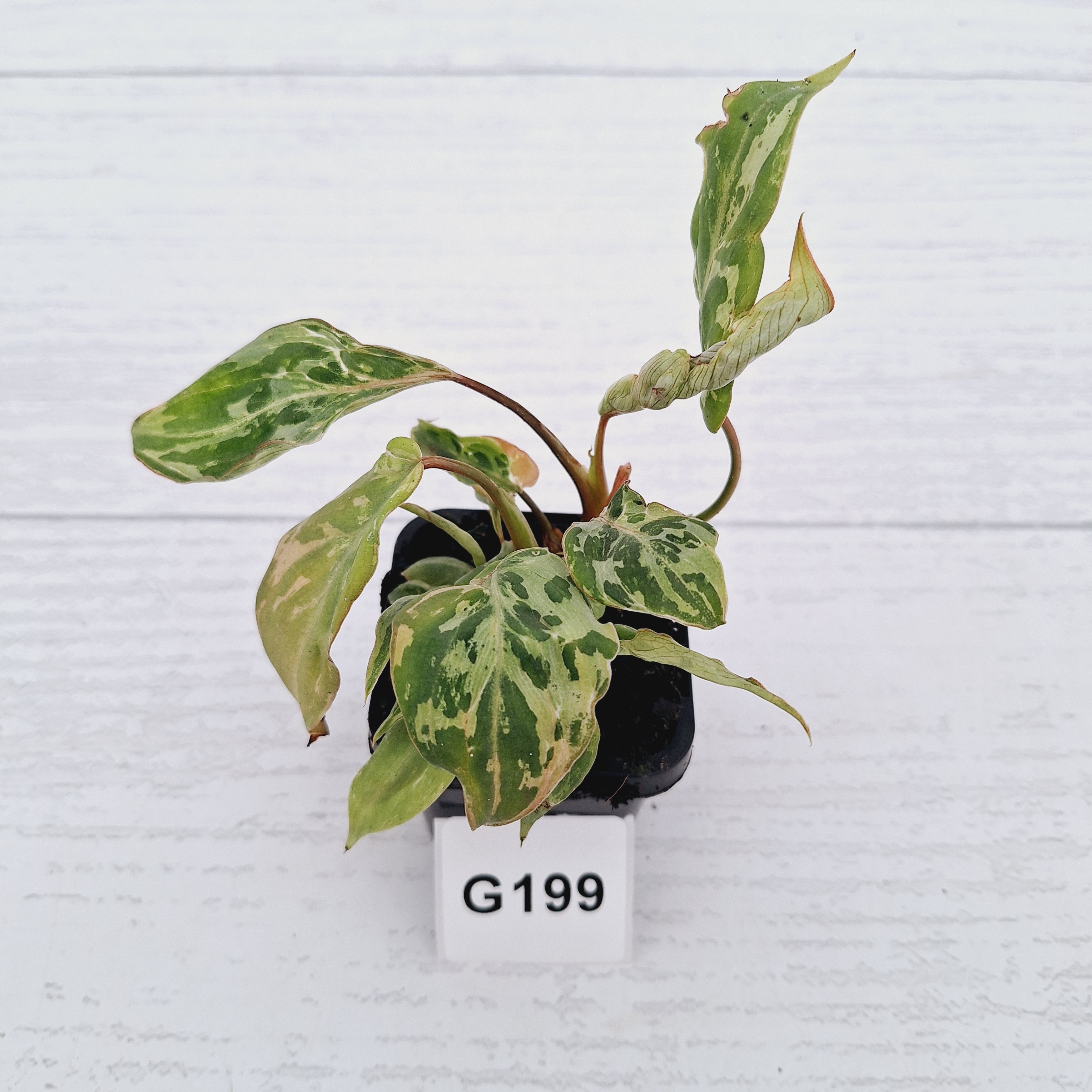 Philodendron gloriosum 'Snow Leopard'
