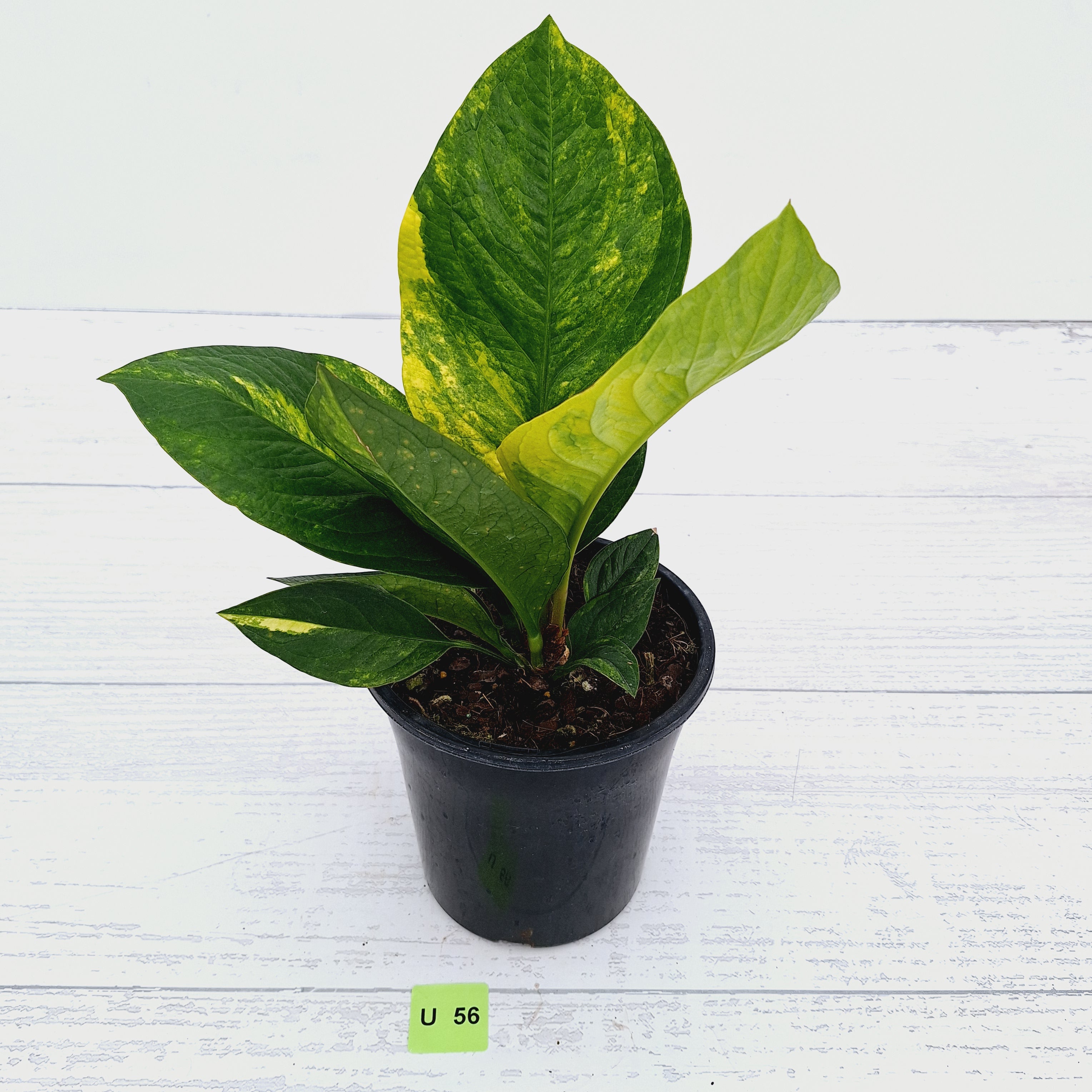Anthurium jenmanii Variegata
