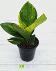 Anthurium jenmanii Variegata