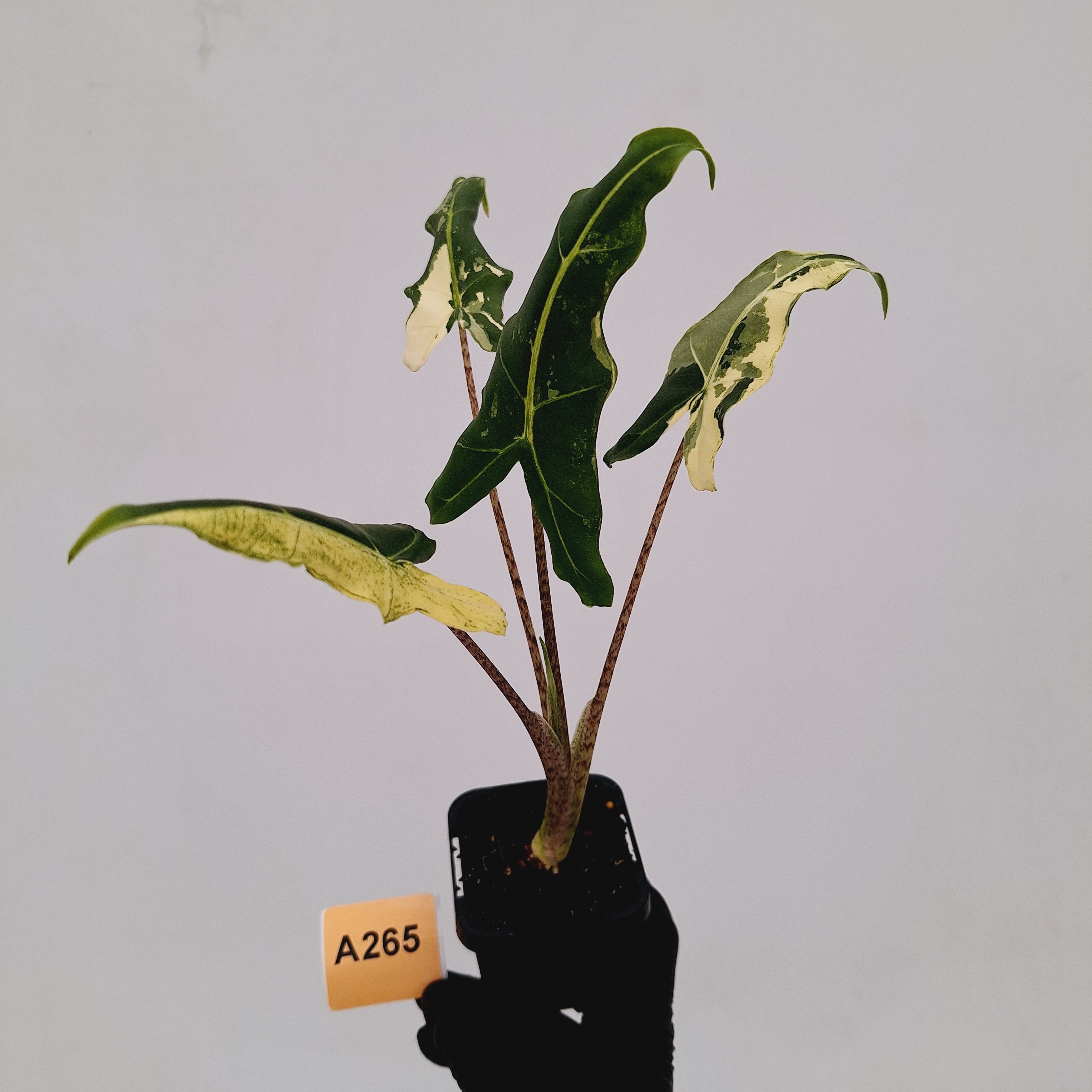 Alocasia sarian variegata