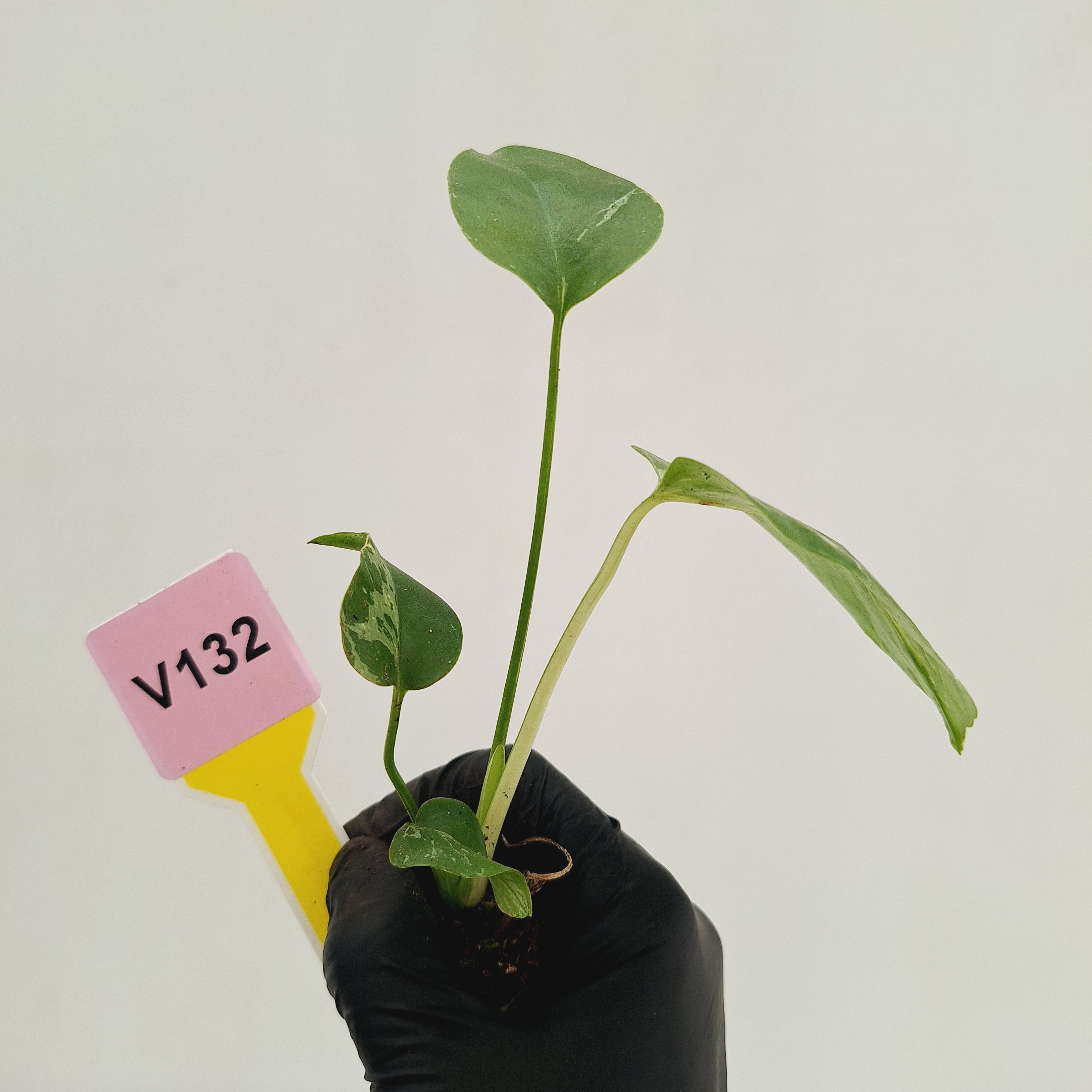 Monstera Deliciosa 'Bulbasaur - Bare Bottom Baby