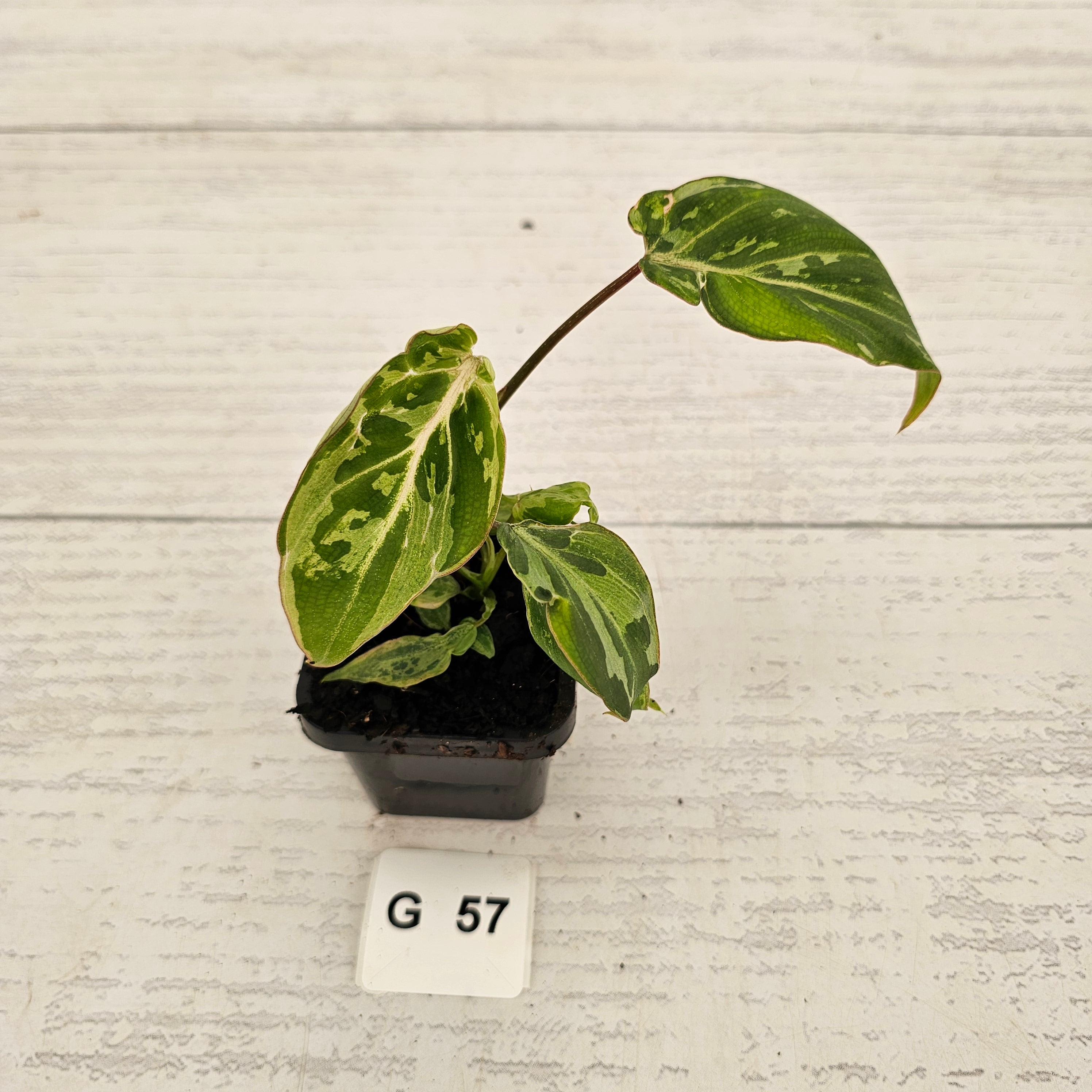 Philodendron gloriosum 'Snow Leopard'