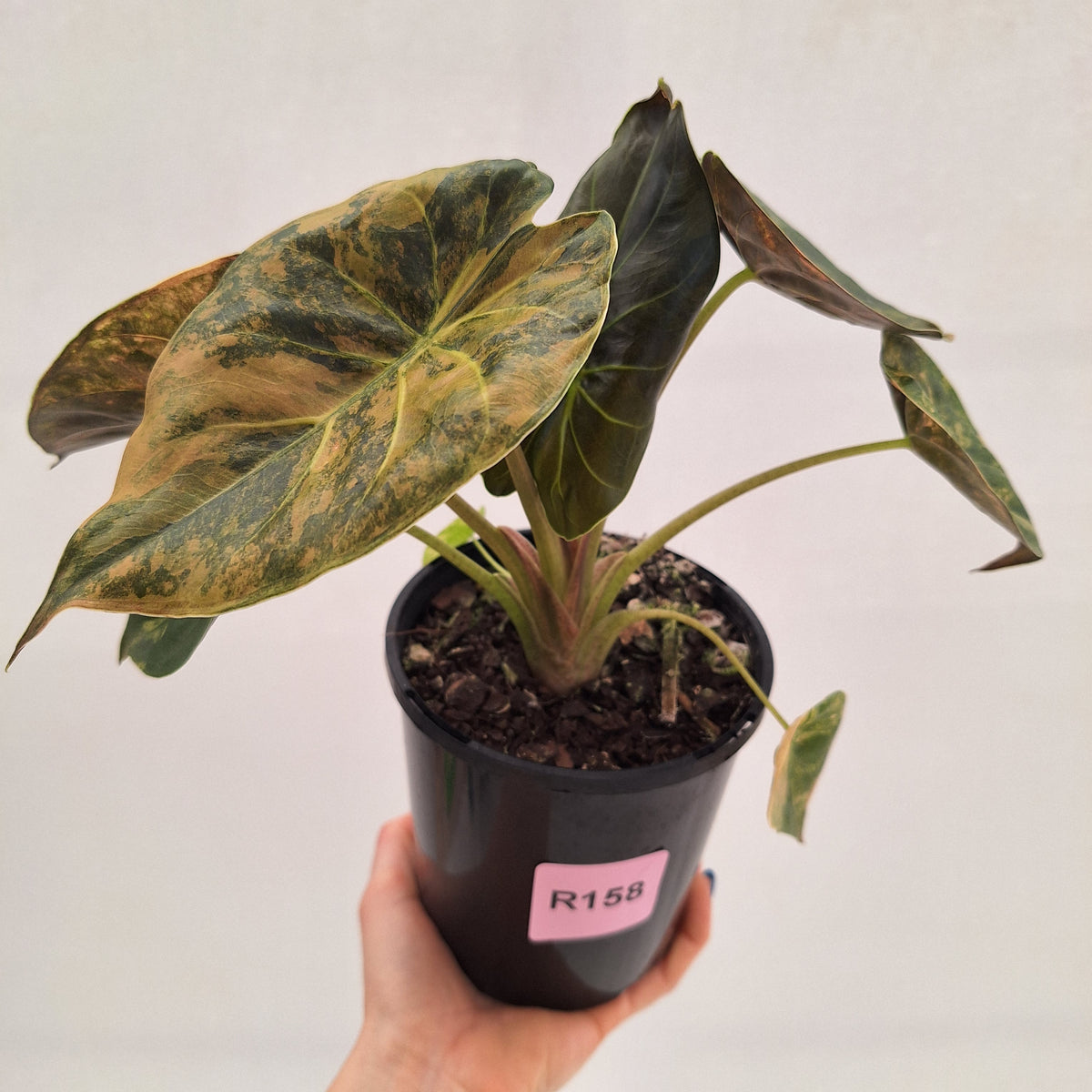 Alocasia ‘wentii’ Variegated - Sale