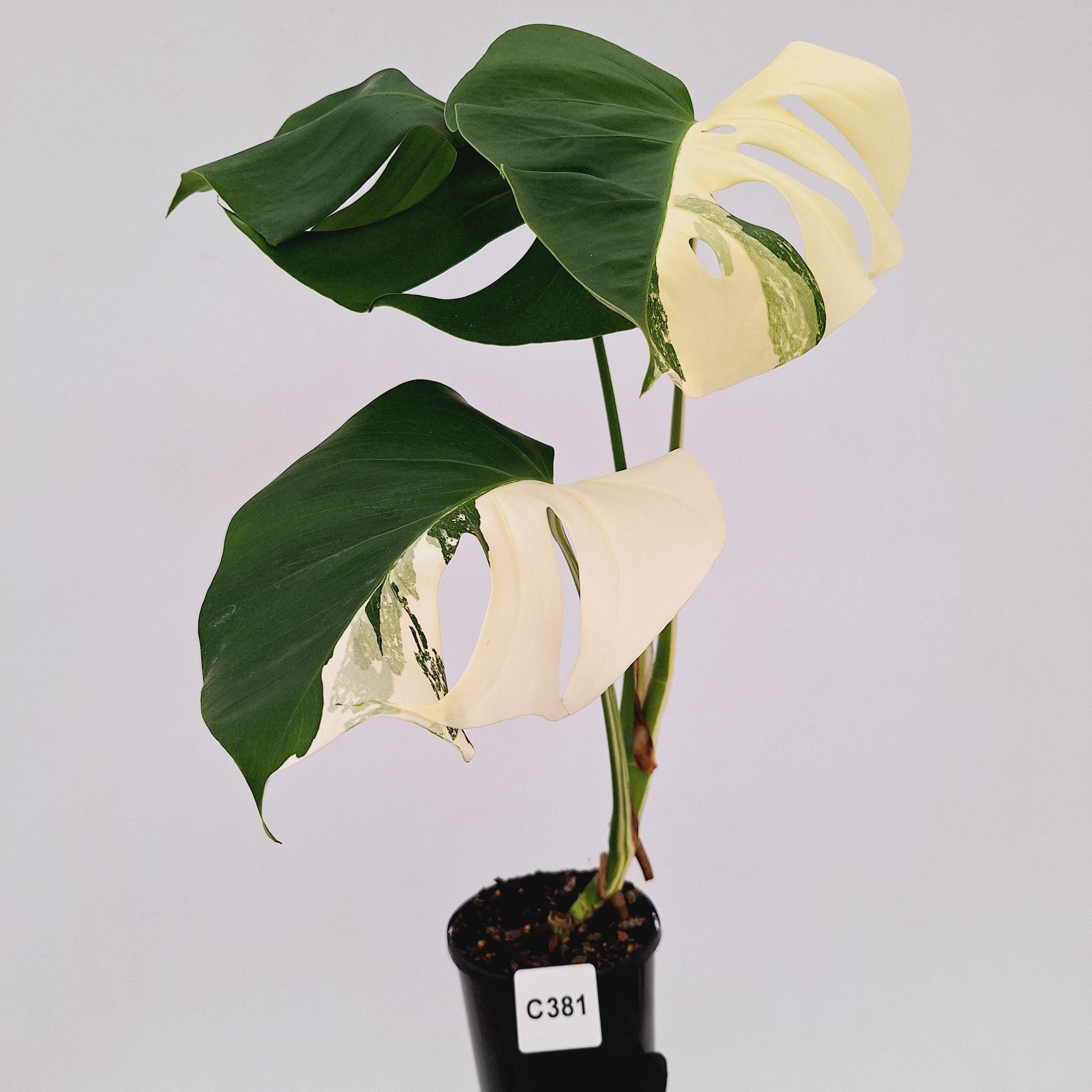 Monstera borsigiana 'Albo'