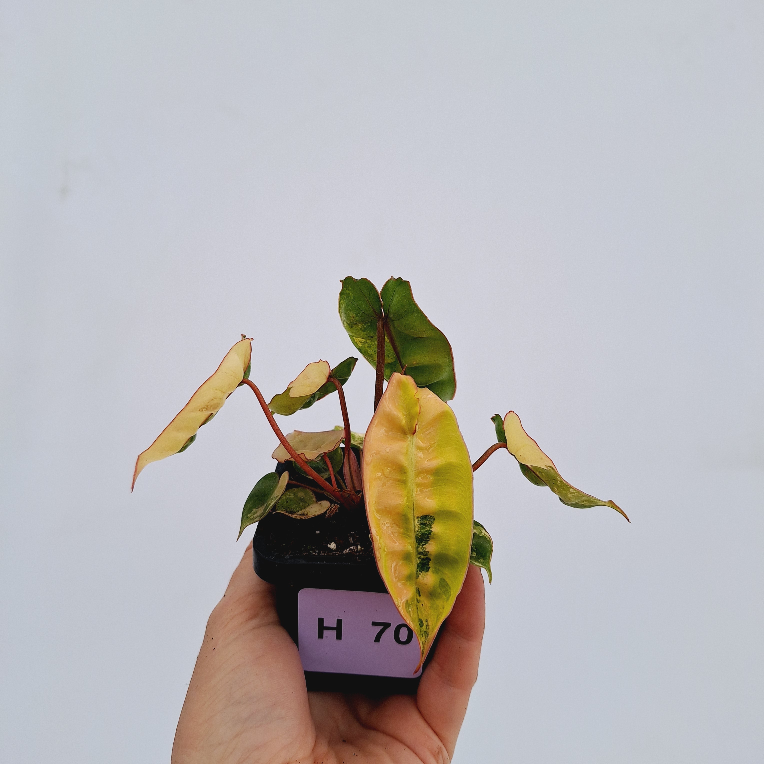 Philodendron billietiae Variegata
