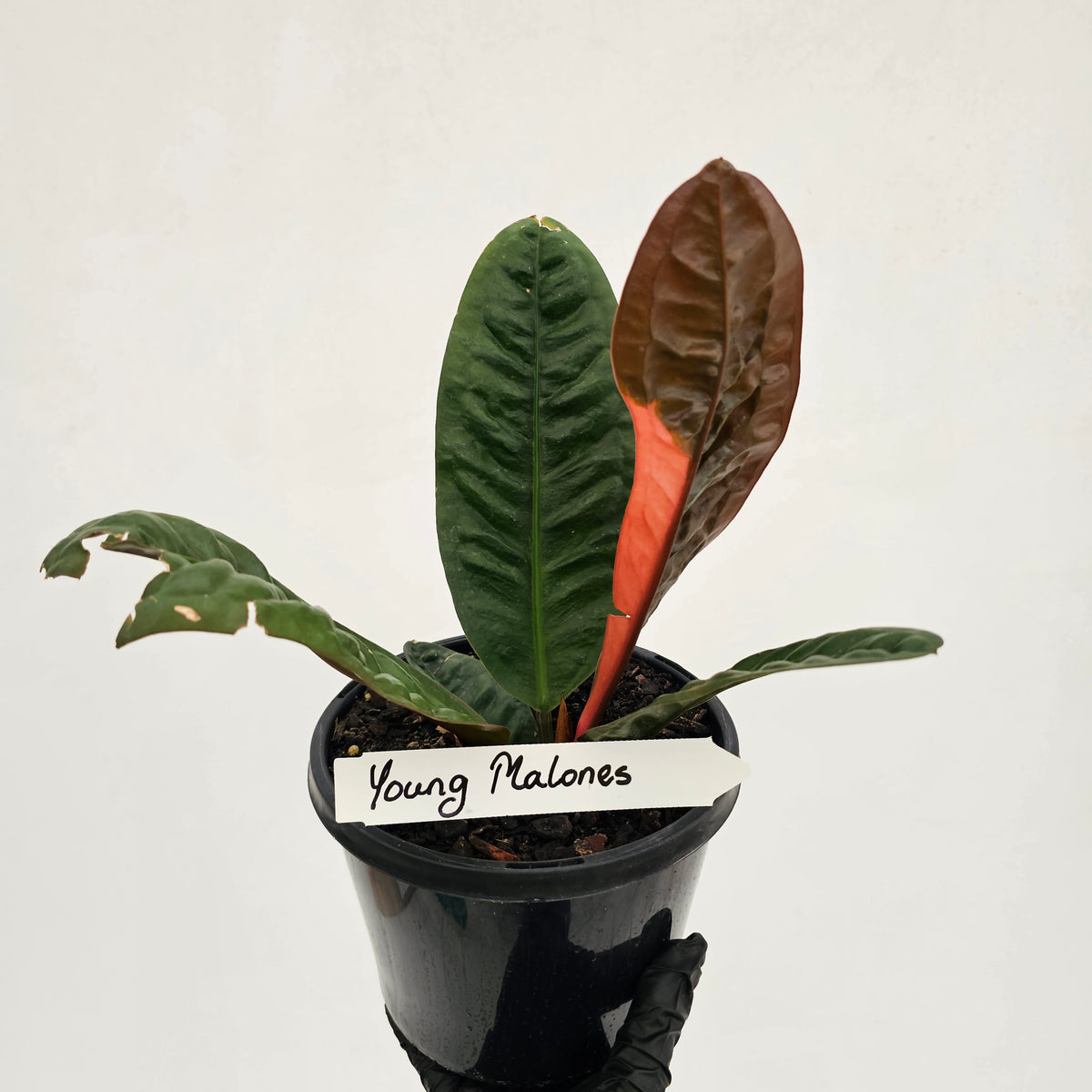 Anthurium superbum Variegata