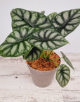 Alocasia baginda Dragon Scale