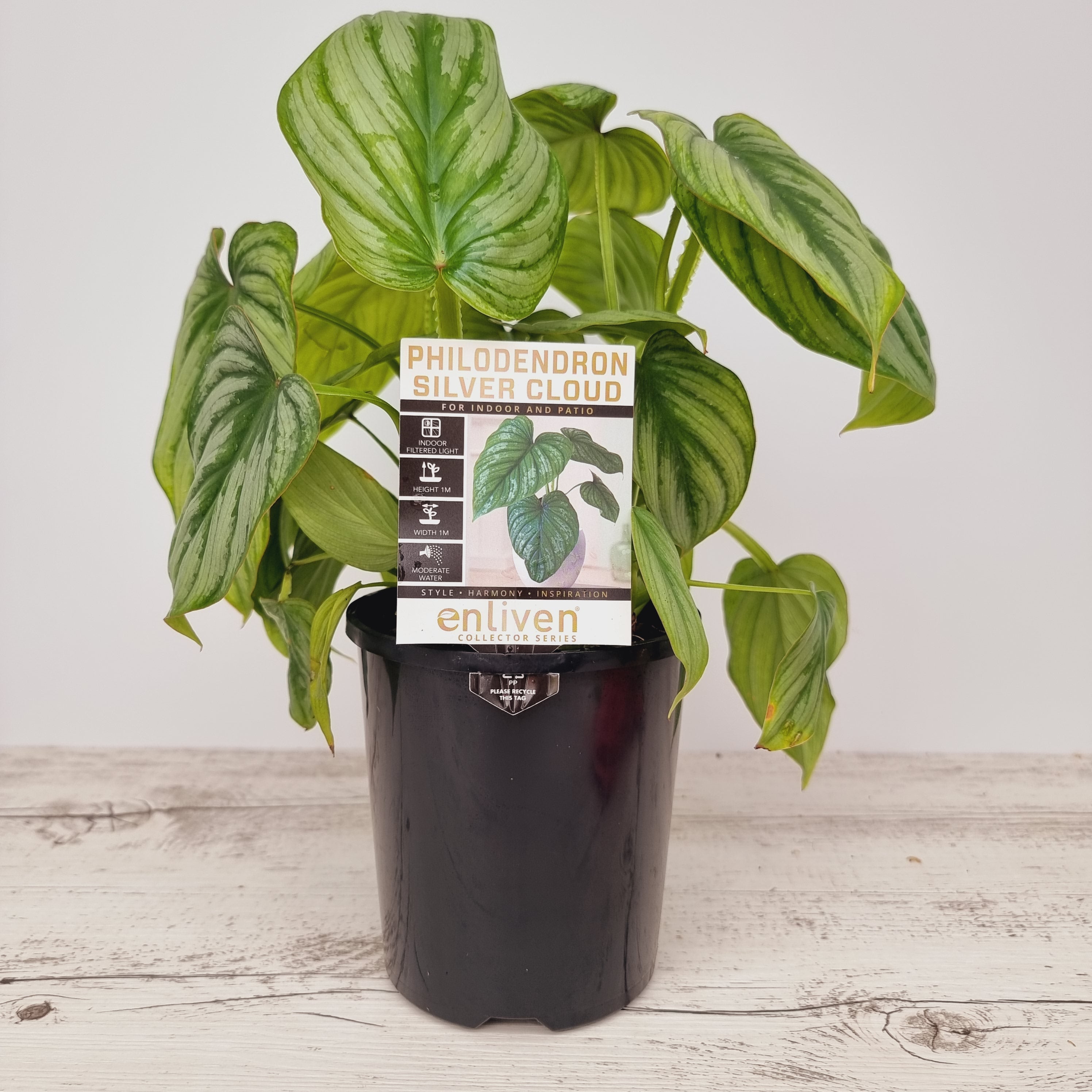 Philodendron mamei 'Silver Cloud'