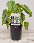 Philodendron mamei 'Silver Cloud'