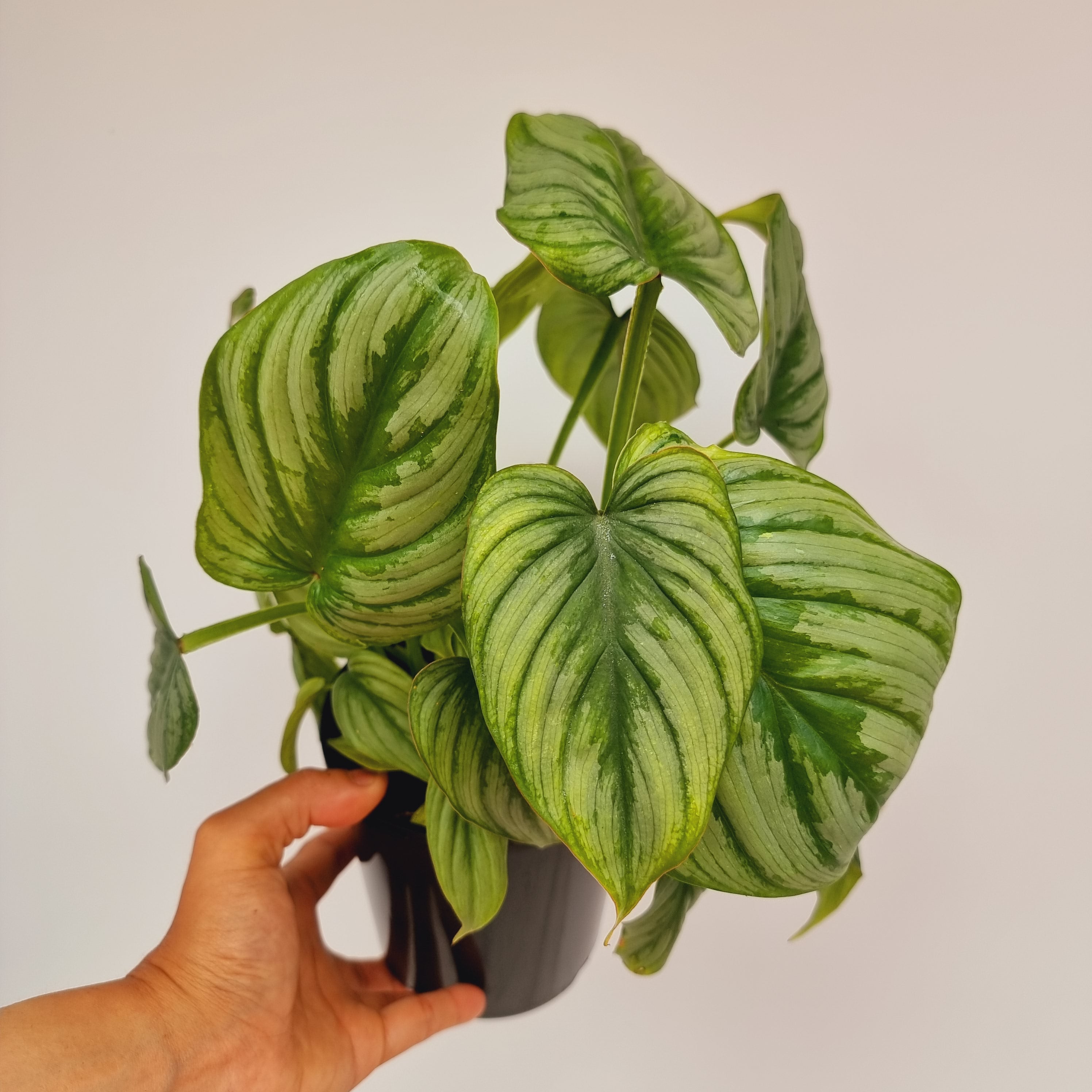 Philodendron mamei 'Silver Cloud'