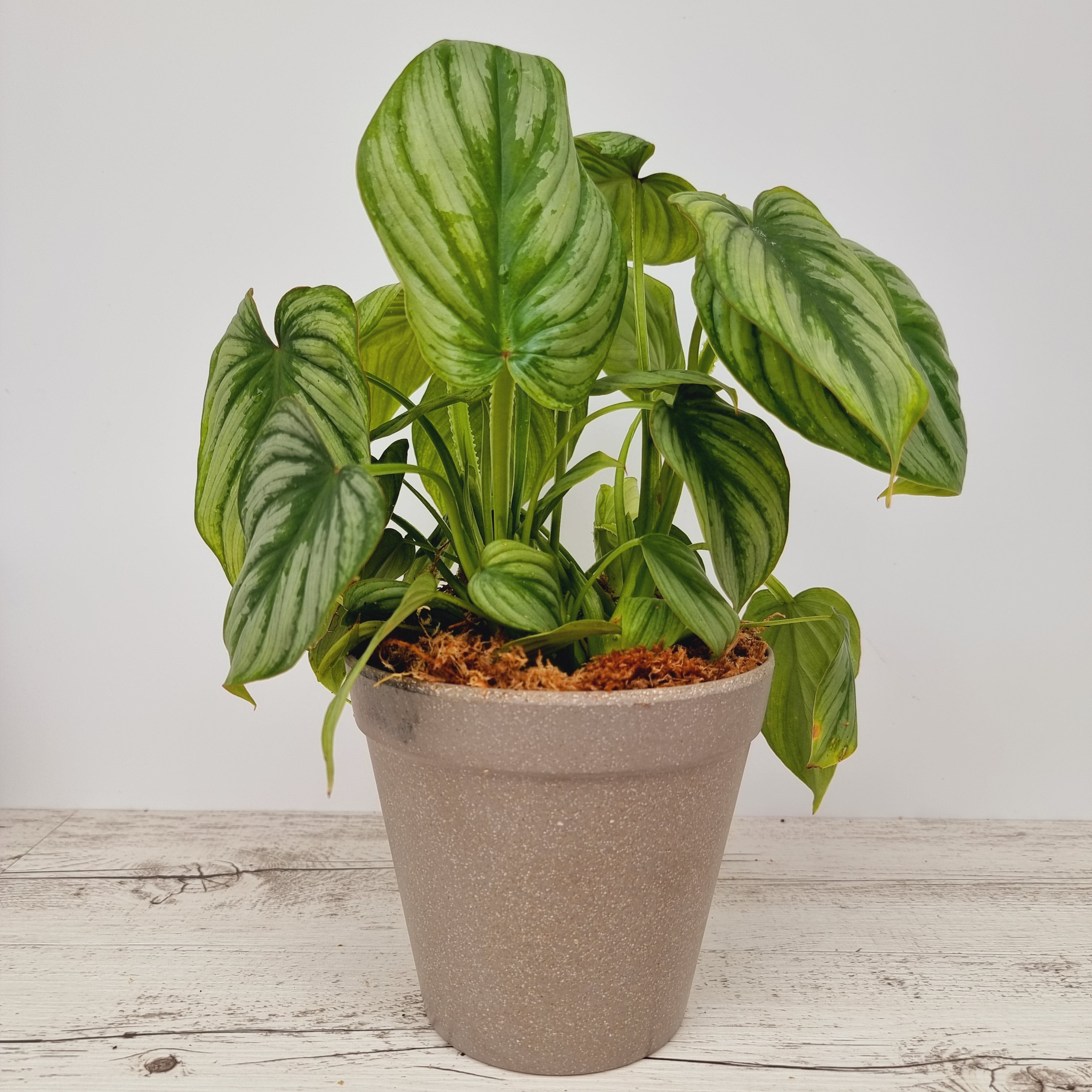 Philodendron mamei 'Silver Cloud'