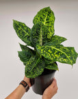 Dieffenbachia maculata Reflector
