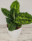 Dieffenbachia maculata Reflector