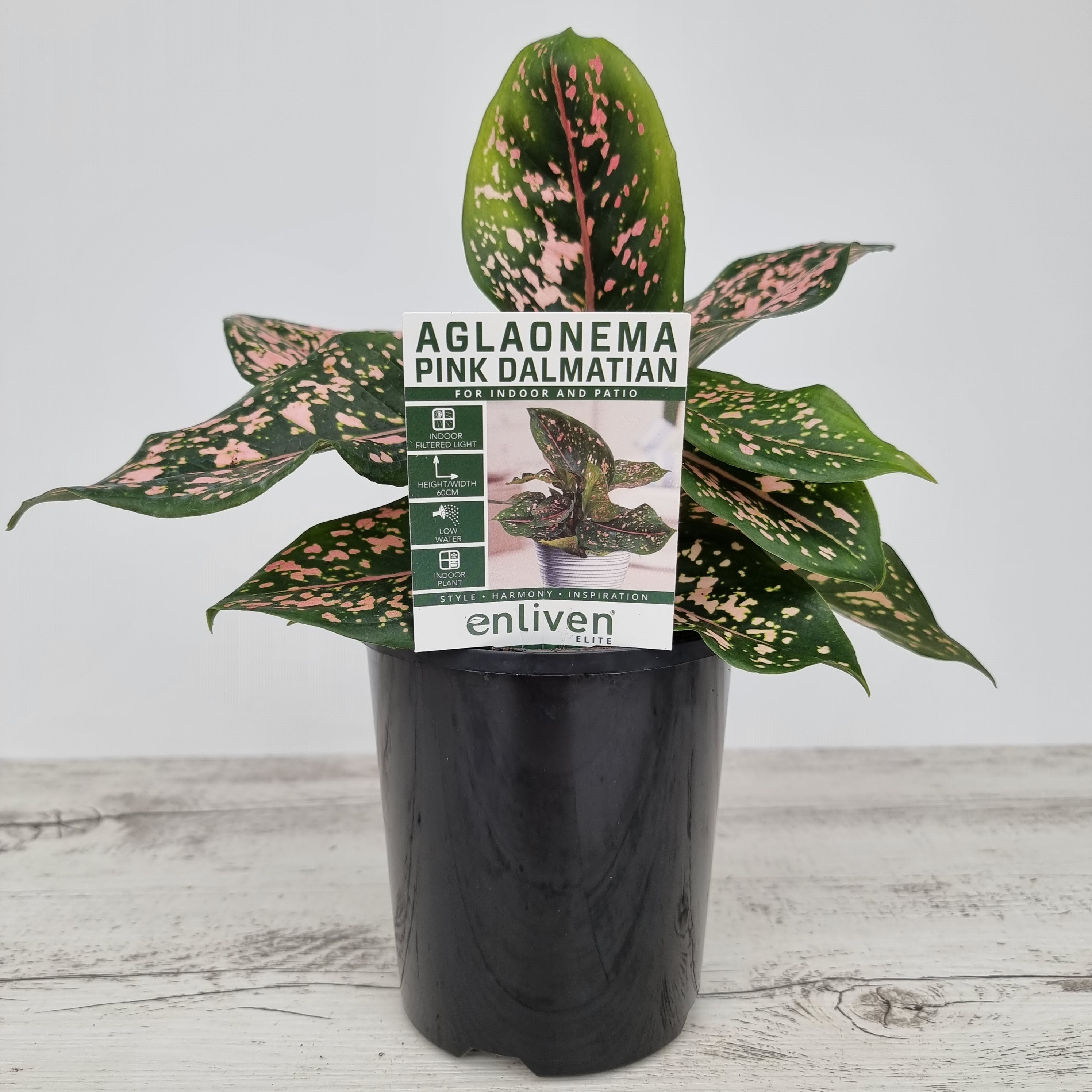 Aglaonema commutatum 'Pink Dalmation'