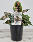 Aglaonema commutatum 'Pink Dalmation'